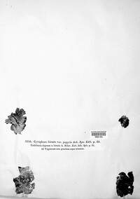 Umbilicaria hirsuta image